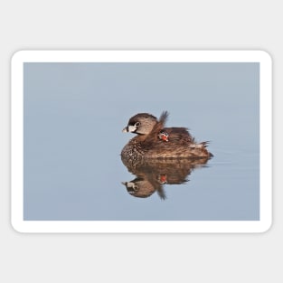 Pied-billed Grebe with chick Sticker